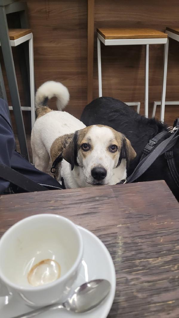 Twitty, una tenera meticcia Foto 6